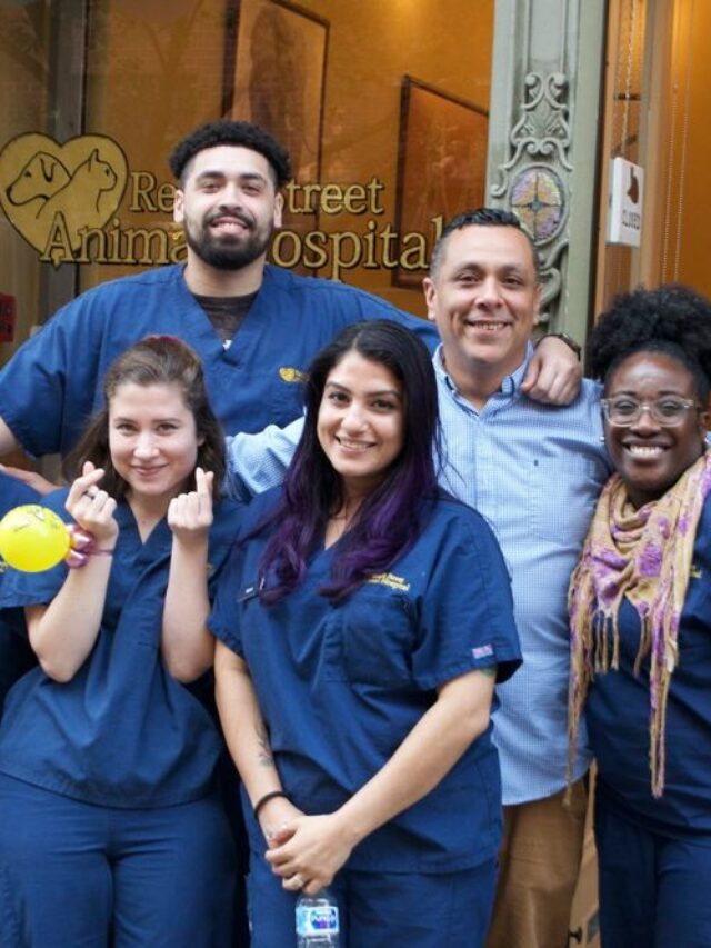 Top 10 Emergency Vet In New York