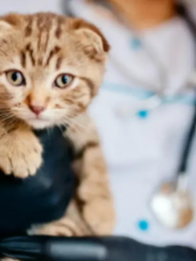 Top 10 Emergency Vet In Birmingham, Alabama