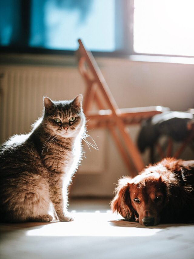 Best pet Insurance Companies and plan in USA