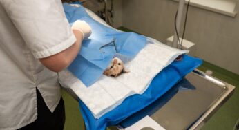 Top 5 Emergency Vet In Fresno, California | 2024